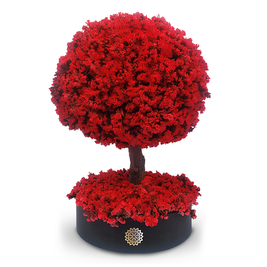 Árbol de la Pasión RN-Dura 6 meses